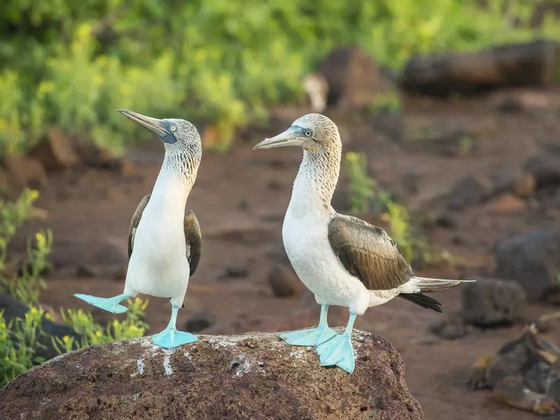 Blue-footed booby