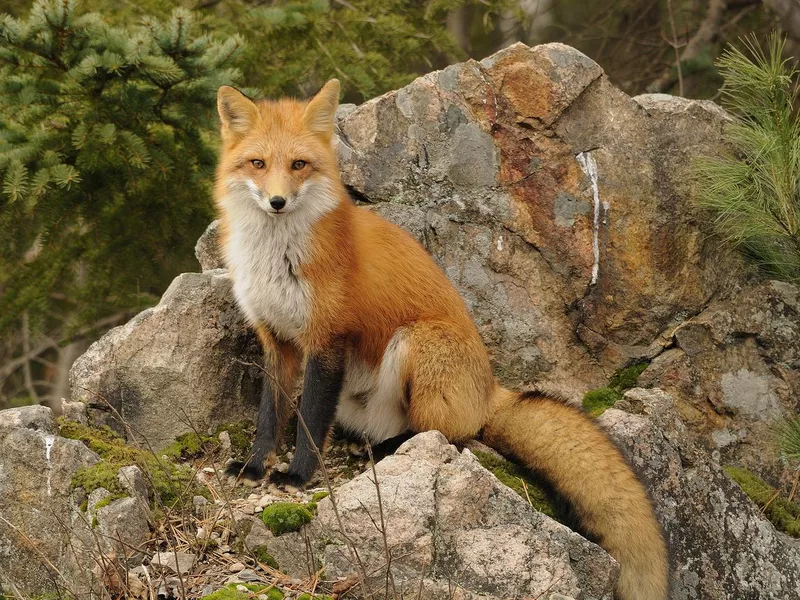 Red Fox