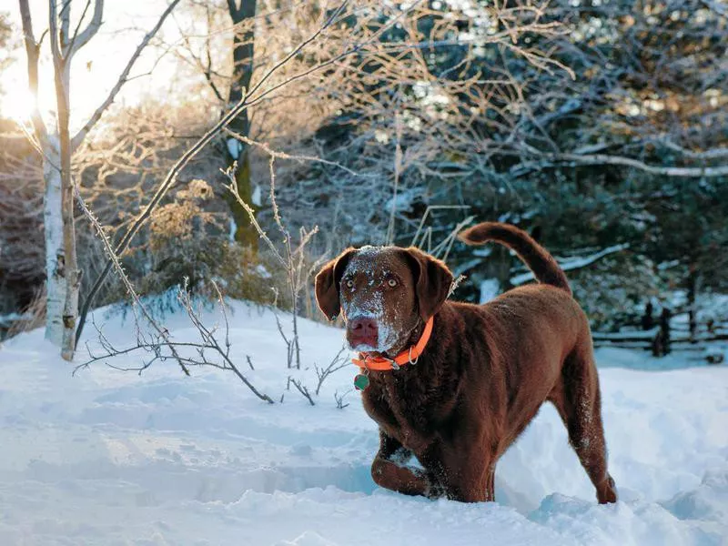 Chesapeake Bay Retriever Overview