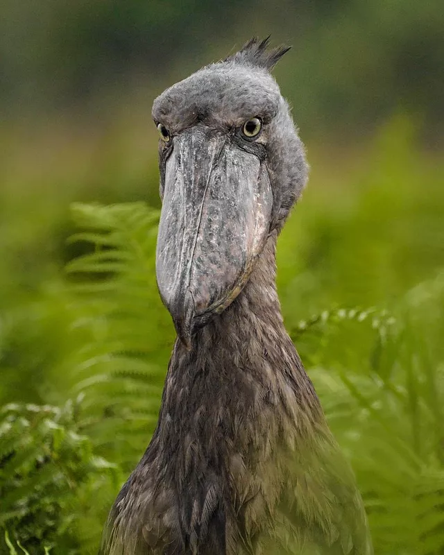 Shoebill looking straight ahead