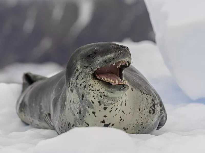 Leopard seal in Antarctica