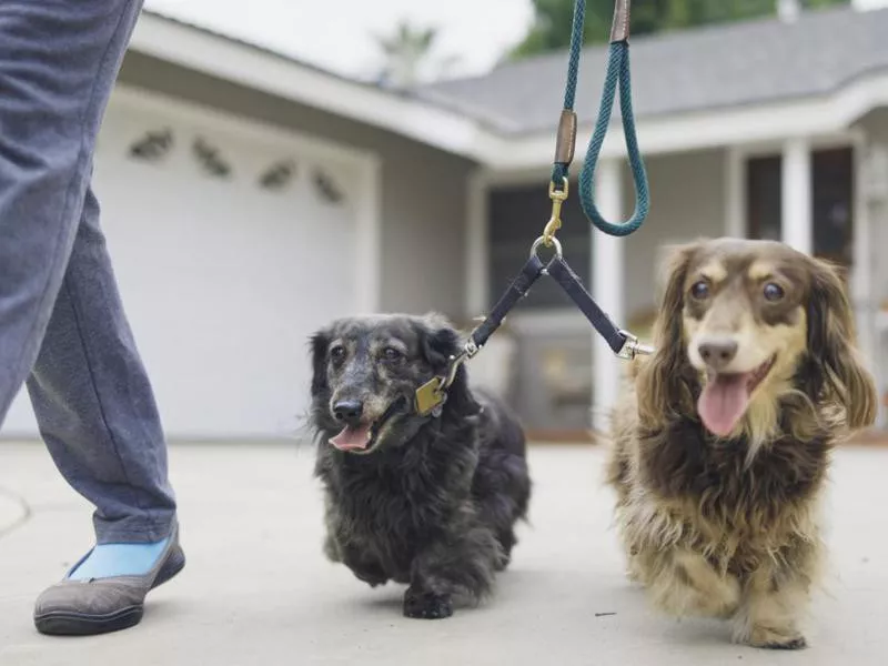 Dachshunds