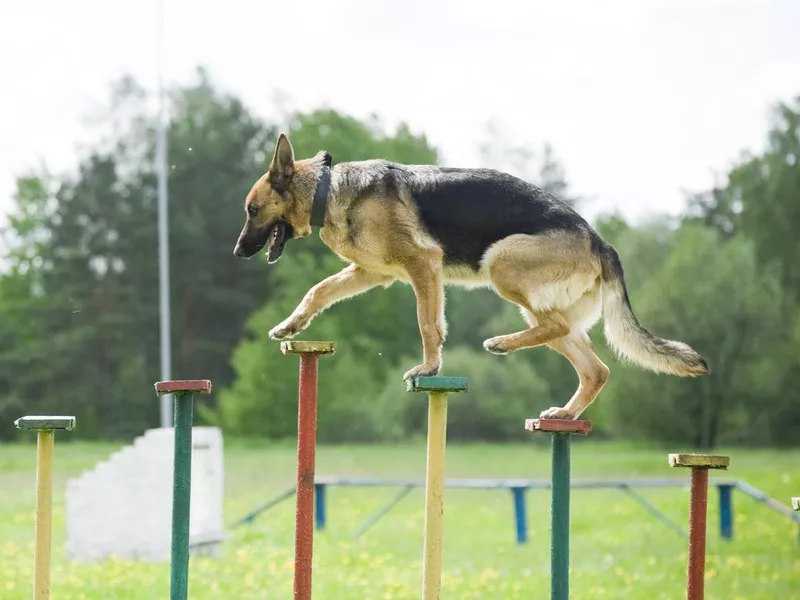 German Shepherd Training