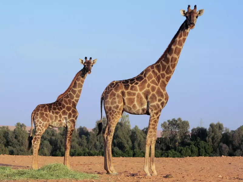 Giraffe Pair