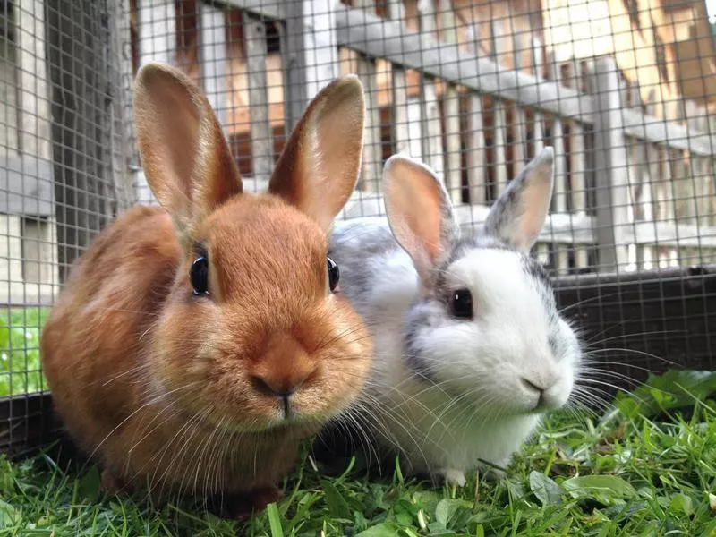 Training a rabbit to stay