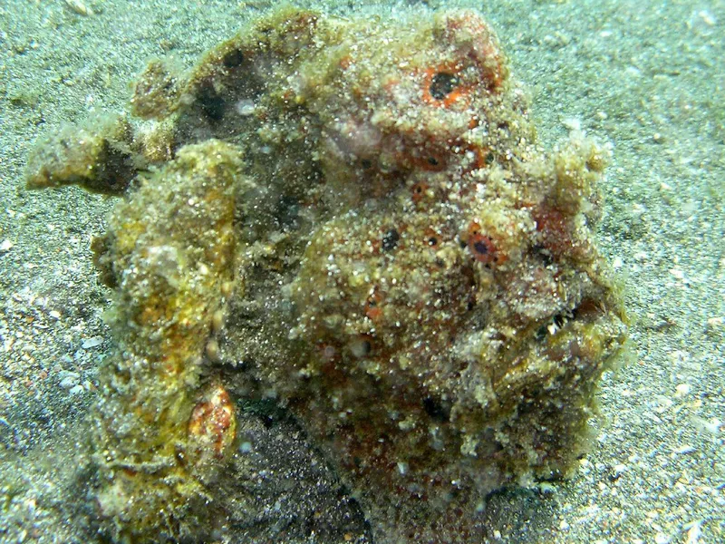 Frogfish disguised as algae