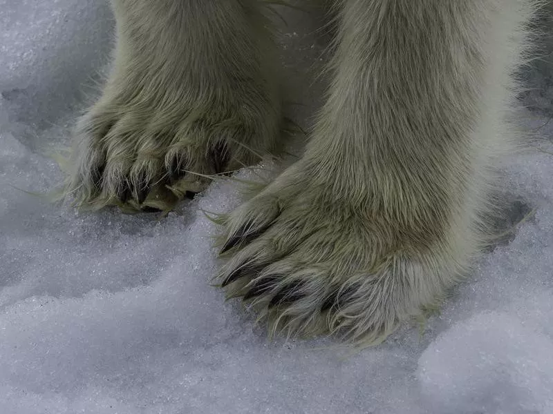 Polar Bear Claws