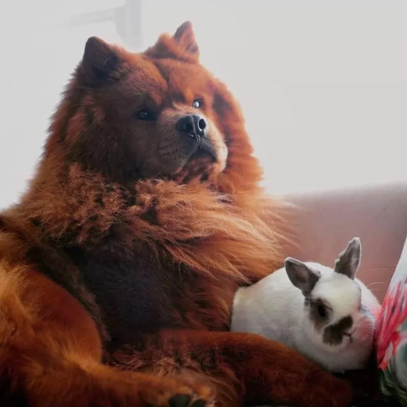 Dog and rabbit