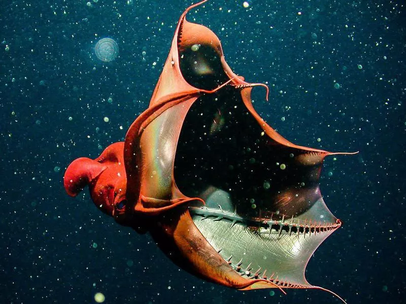 Vampire Squid