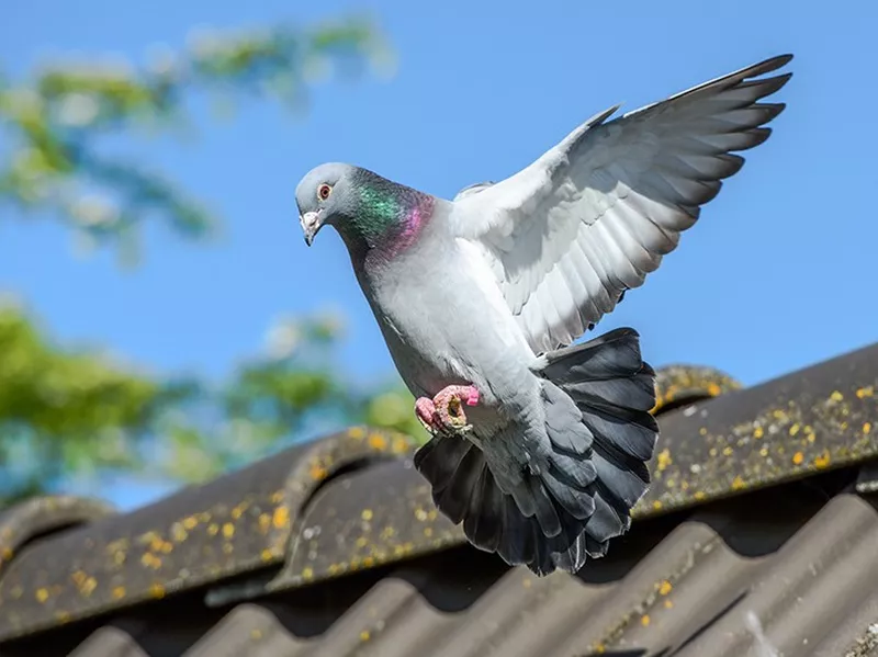 Racing Pigeon