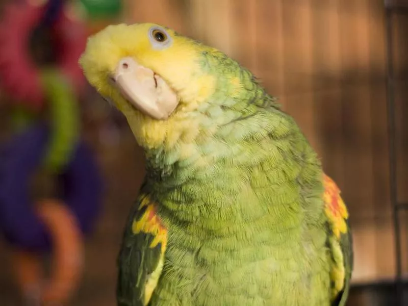 Double Yellow Headed Amazon Parrot