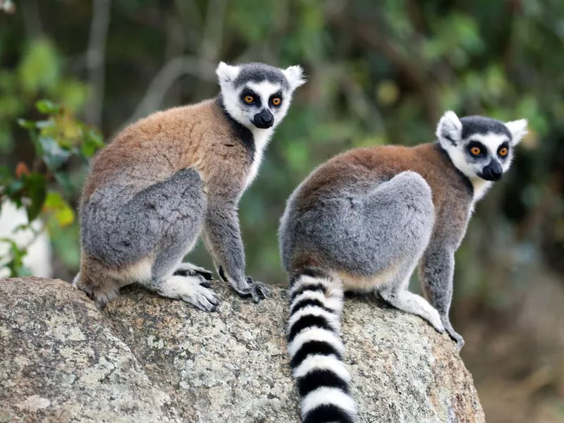 Ring-Tailed Lemur