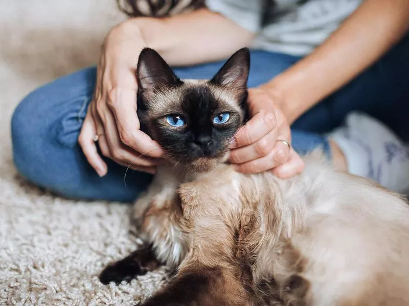 siamese emotional support cat