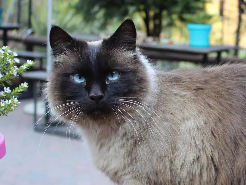 Balinese Cat with Blue Eyes