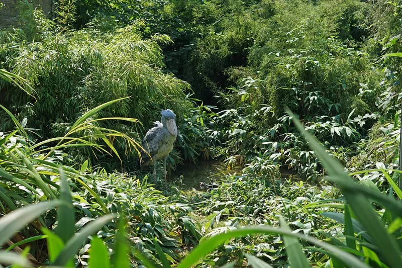 Shoebill hidden in forest