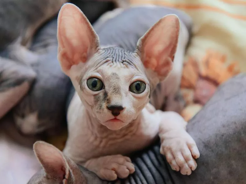 Sphynx