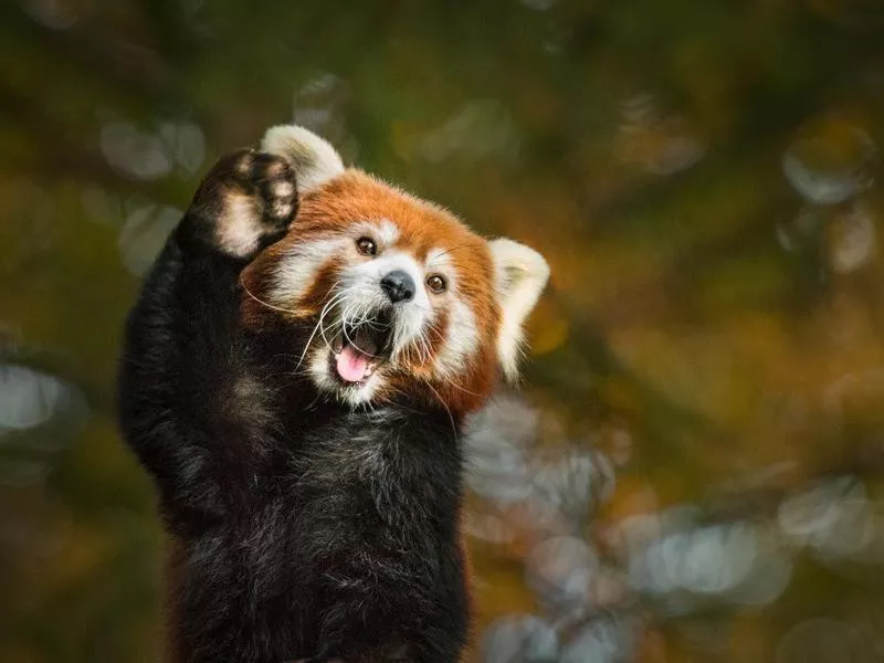 Red Panda