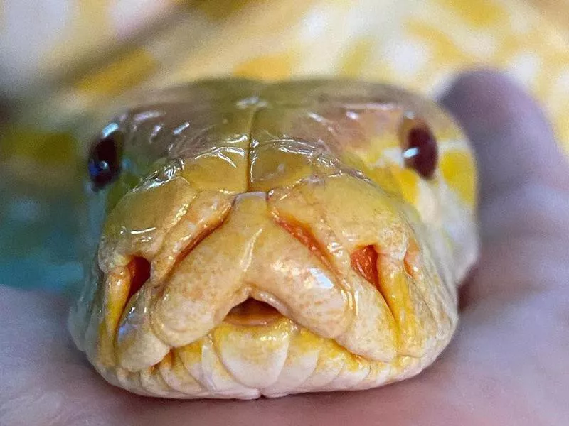 Burmese python at Lou's Pet Shop