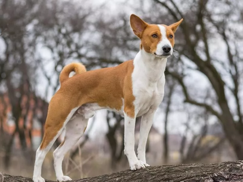 Basenji