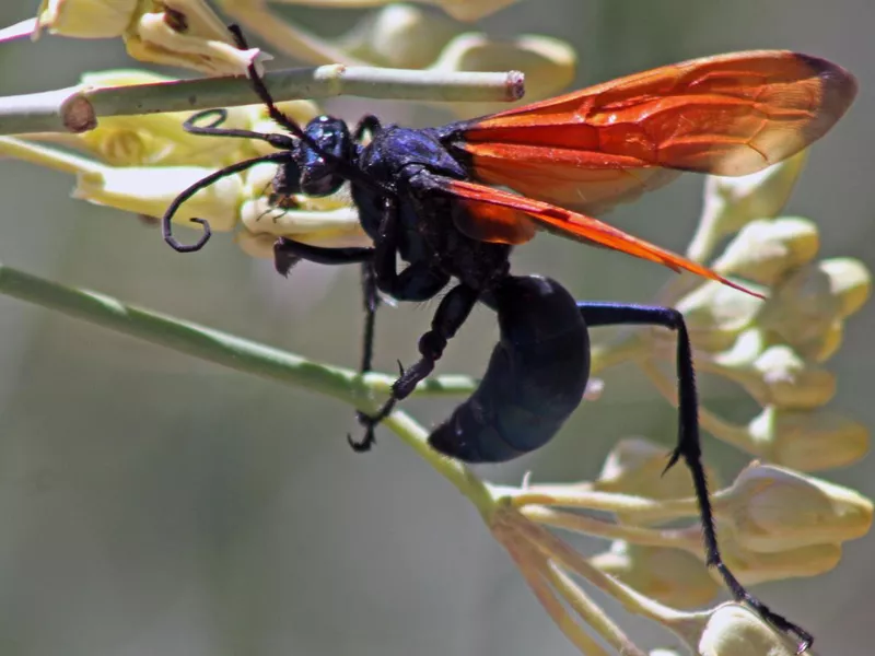 Tarantula Hawk Wasp