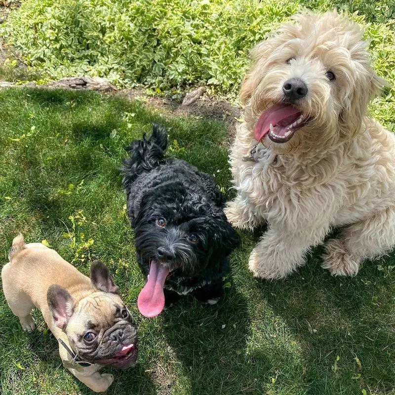 Group of dogs at the park with their tongue out