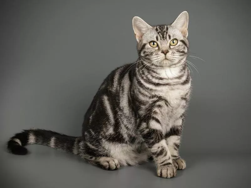 American Shorthair