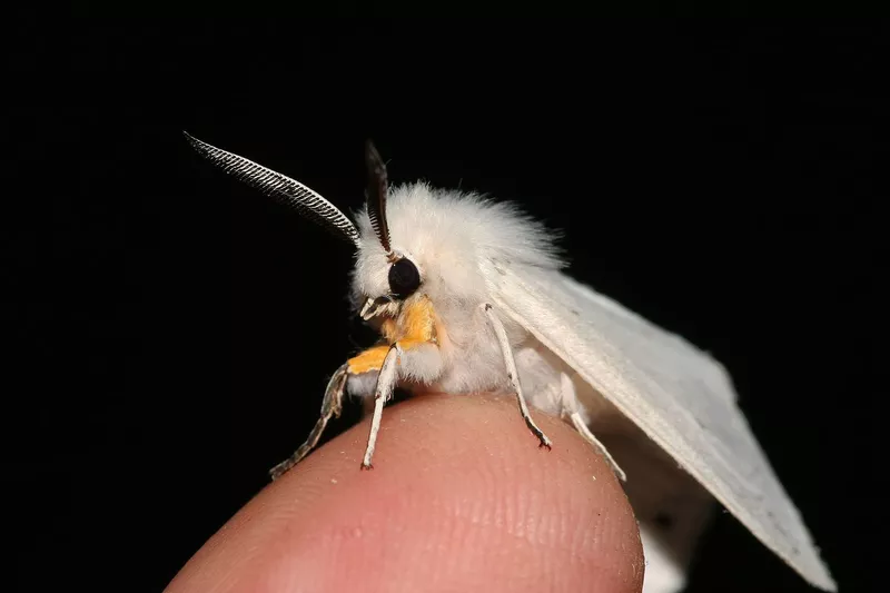 Venezuelan poodle moth