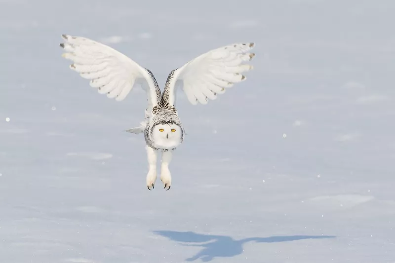 Snowy owl in flight