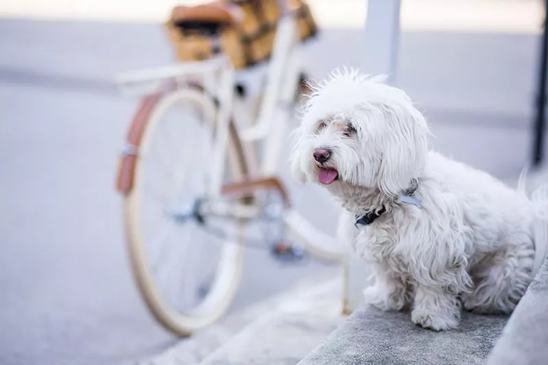 Maltese