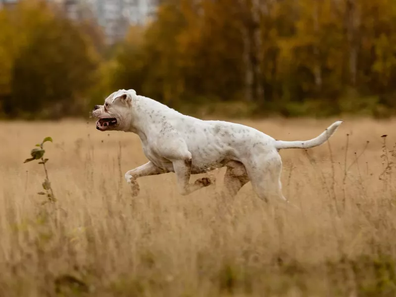 American Bulldog Running