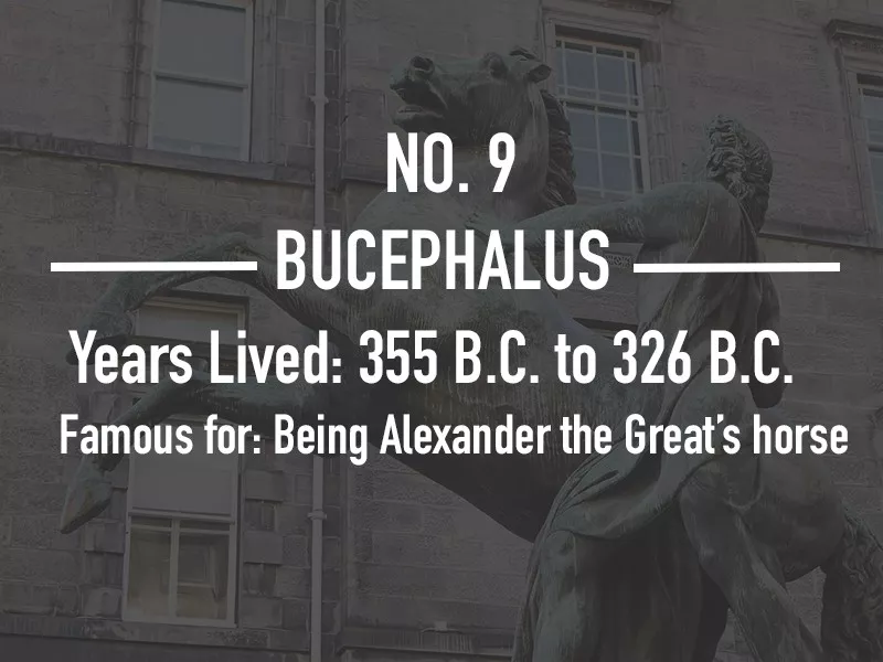 Bucephalus