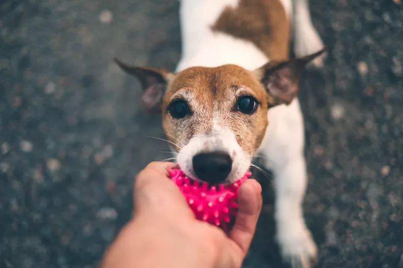 Dog with a toy in his mouth