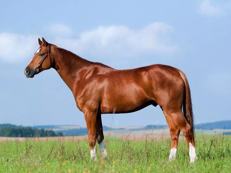 Thoroughbred horse