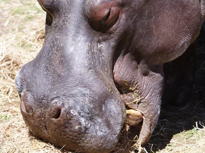 Hippo eating grass