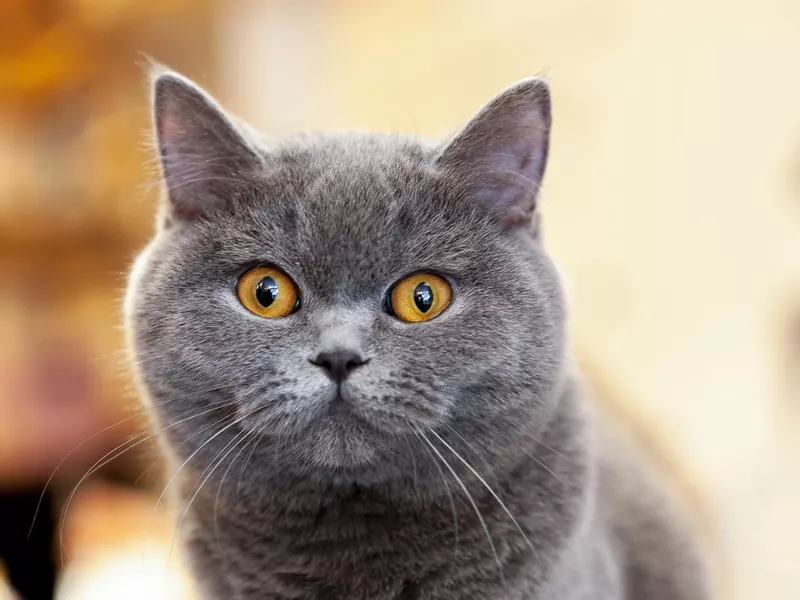 British Shorthair