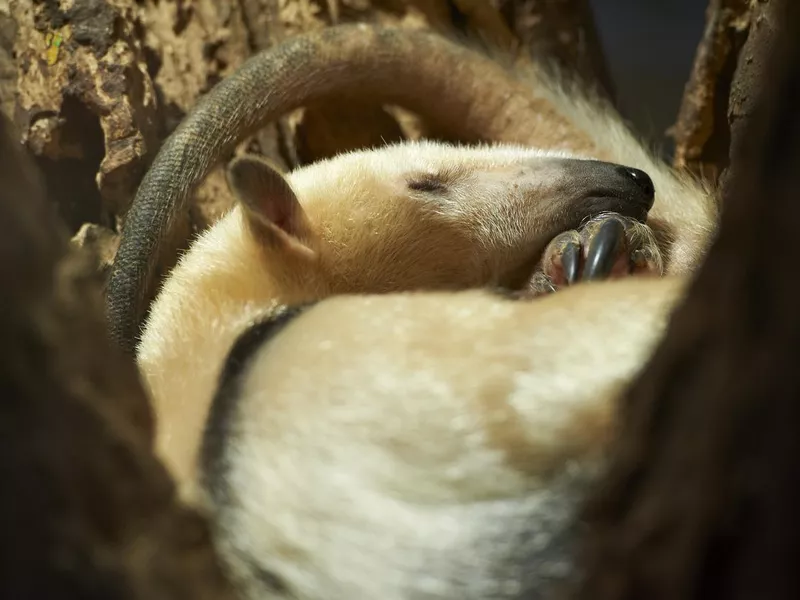 Southern Tamandua