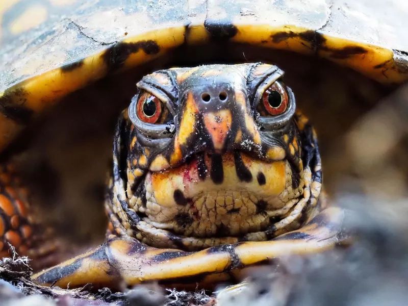 Box Turtle