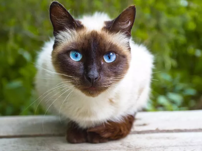 Siamese