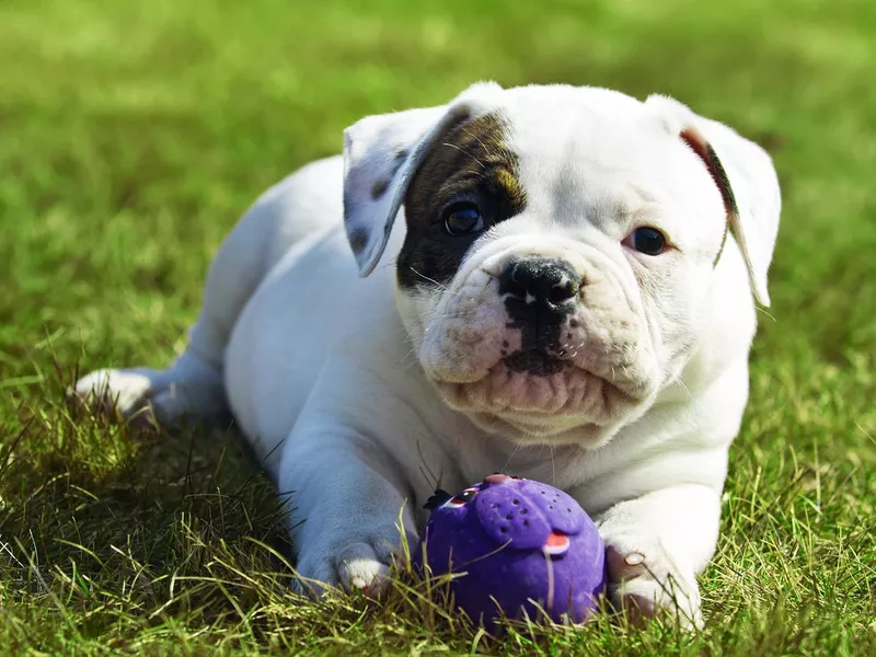 Puppy Playing