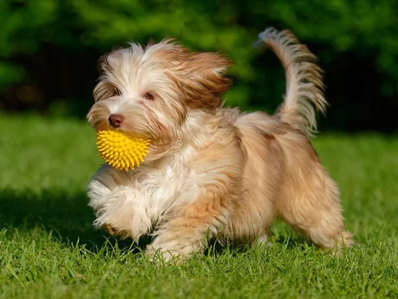 havanese