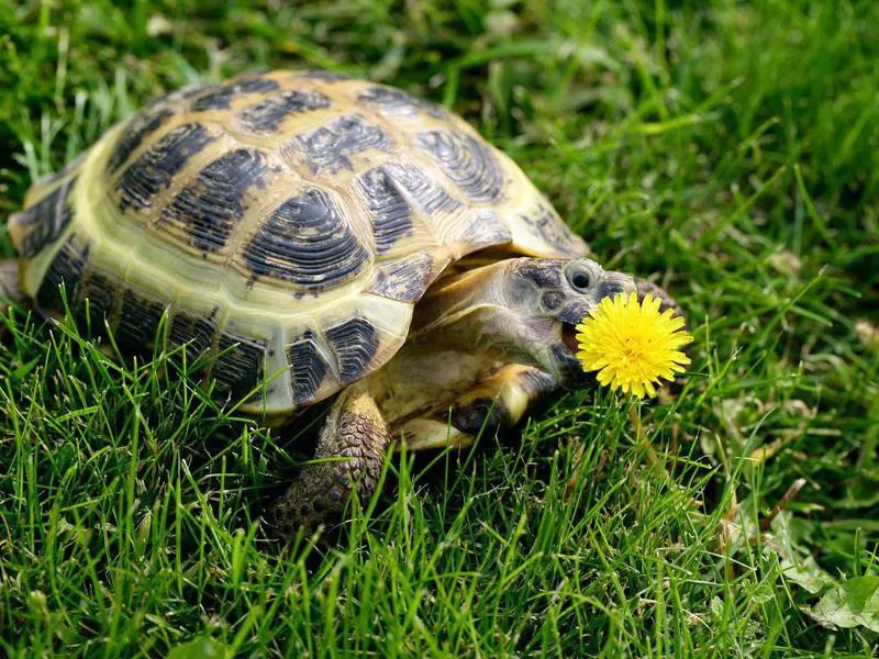 Russian Tortoise