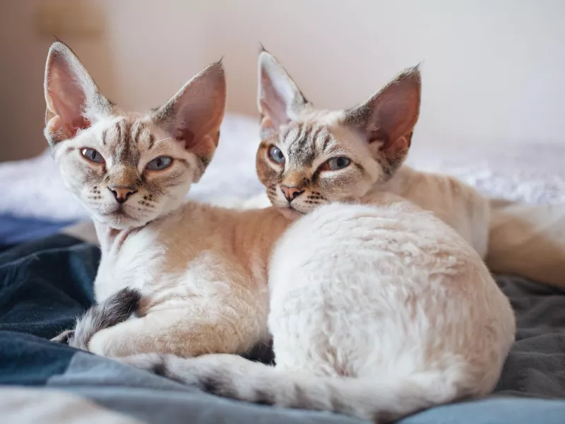 Devon Rex kittens