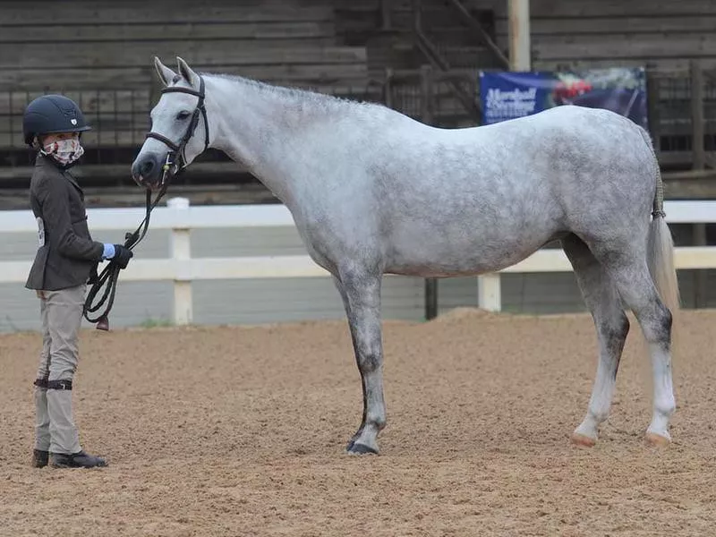 Welsh pony in show