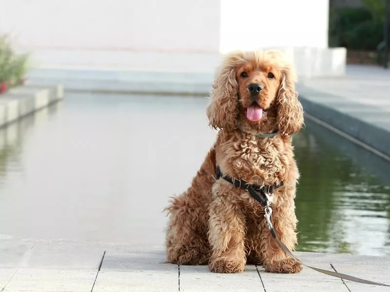 Cocker Spaniel