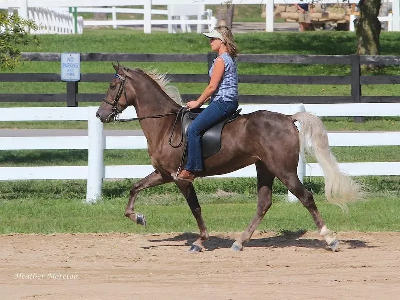 Rocky Mountain Horse