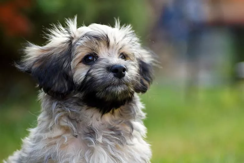 Havanese looking