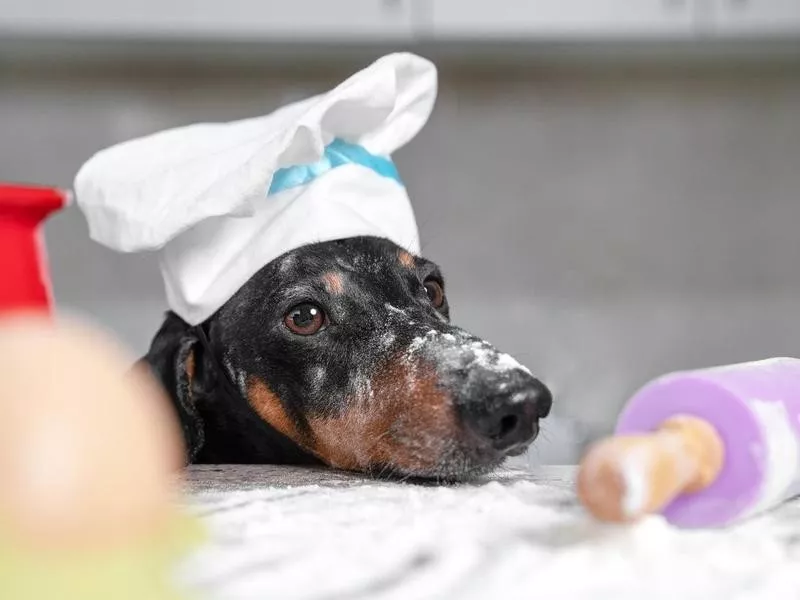 Dog baking bread