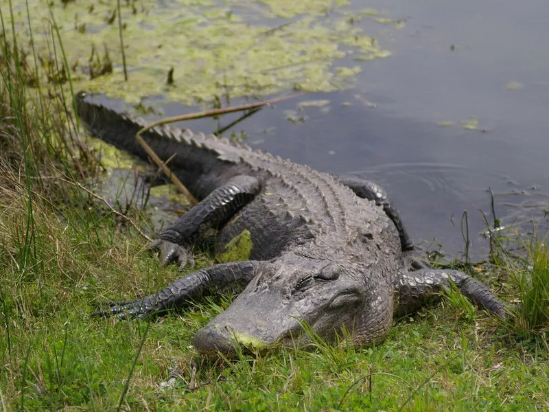 American Alligator