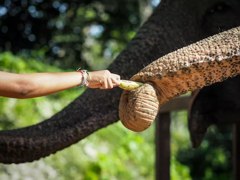 Phuket Elephant Sanctuary