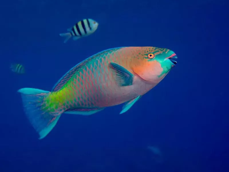 Parrotfish